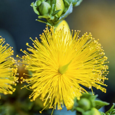 Hypericum kalmianum "Gemo" [Vaso 19cm]