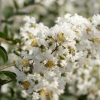 Lagerstroemia indica "Blanc" [Vaso 24cm]