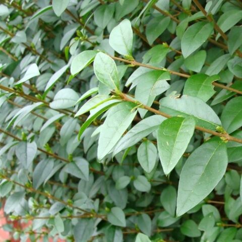 Ligustrum ovalifolium (Ligustro)