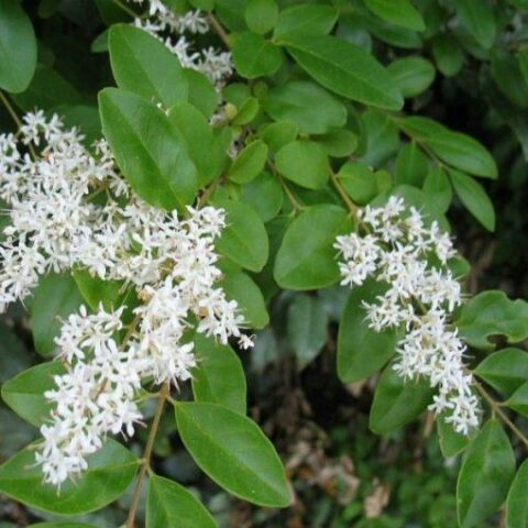 Ligustrum sinense - chinensis (Ligustro) [Vaso 2 Litri]