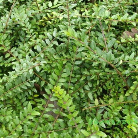 Lonicera pileata [Vaso 15cm]