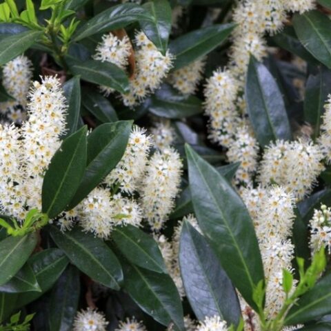 Prunus laurocerasus "Otto Luyken" (Lauro) [Vaso 20cm]