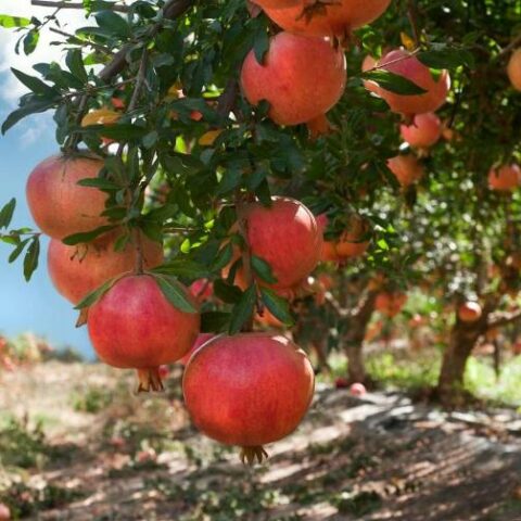 Punica granatum - alberello (Melograno) [Vaso 26cm]
