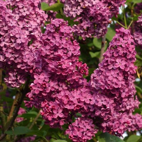 Syringa vulgaris "Souvenir de Louis Spaeth" (Lill) [Vaso 18cm]