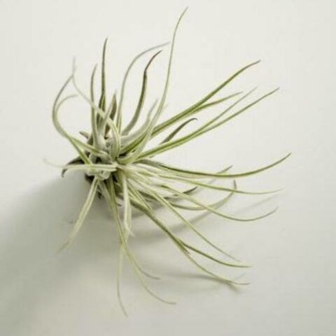 Tillandsia oaxacana