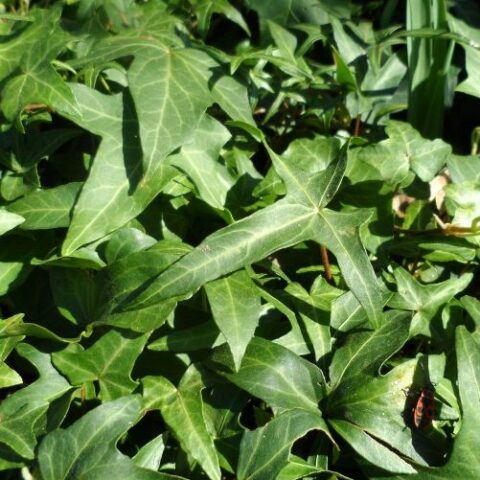 Hedera helix "Sagittifolia" (Edera)