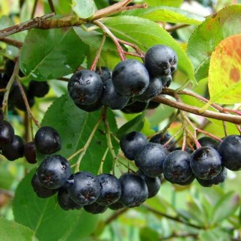 Aronia prunifolia "Viking" [Vaso 1,5 Litri]