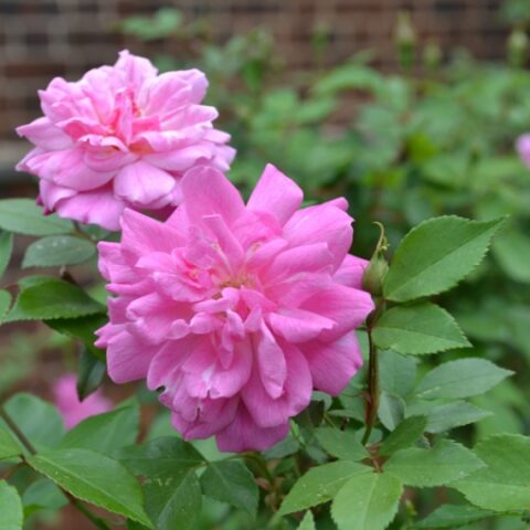 Chinensis Old Blush China [Vaso 14cm]