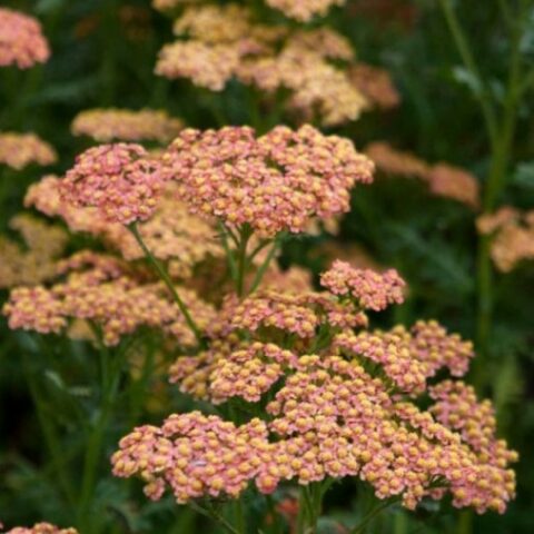 Achillea millefolium "Walther Funcke" [Vaso 8/10cm]