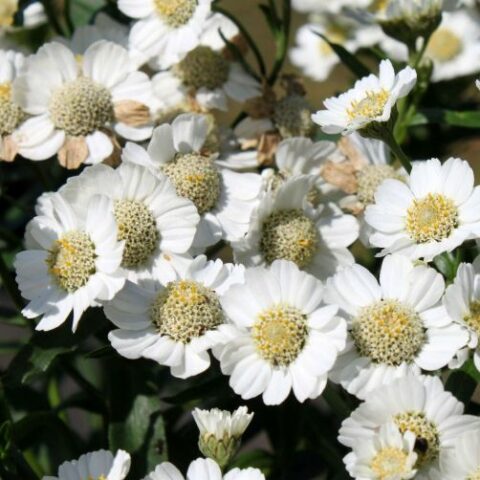 Achillea ptarmica "Nana Compacta" [Vaso 10cm]