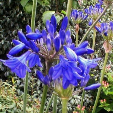 Agapanthus campanulatus "Albovittatus" (Agapanto)