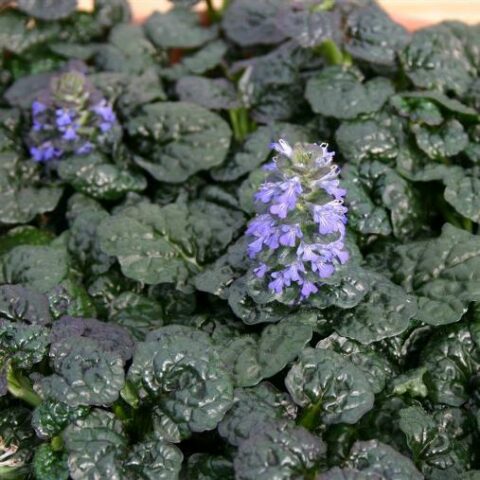 Ajuga pyramidalis "Metallica Crispa" [Vaso 8/10cm]