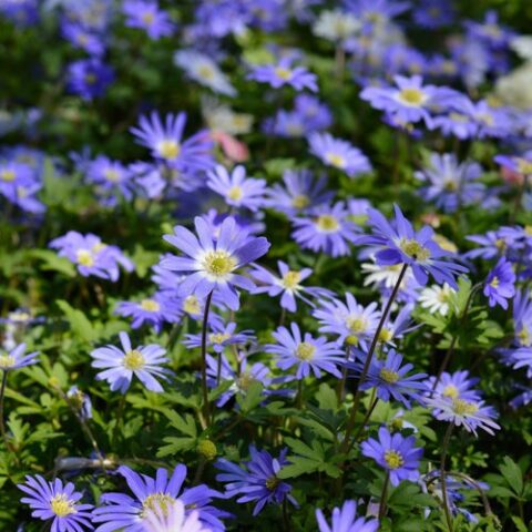 Anemone blanda "Blue Shades" [Vaso 8/10cm]