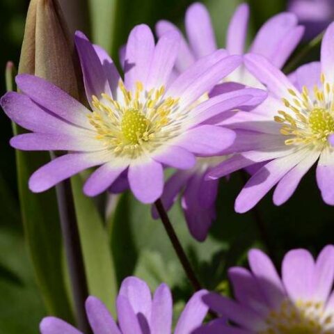 Anemone blanda "Charmer" [Vaso 8/10cm]