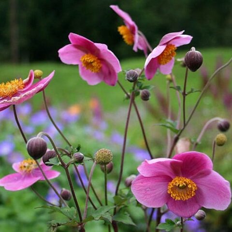 Anemone hupehensis var. japonica "Praecox" [Vaso 18cm]