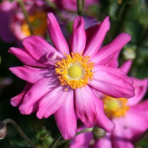 Anemone hupehensis var. japonica "Prinz Heinrich"
