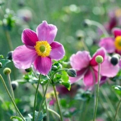 Anemone hupehensis var. japonica "Splendens"