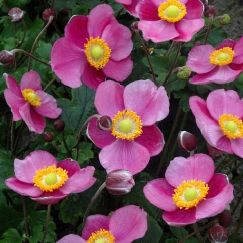 Anemone x hybrida "Hadspen Abundance" [Vaso 8/10cm]