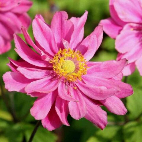 Anemone x hybrida "Pamina" [Vaso 18cm]