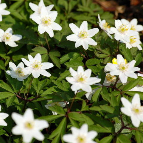 Anemone nemorosa(Autoctona - certificata) [Vaso 8/10cm]