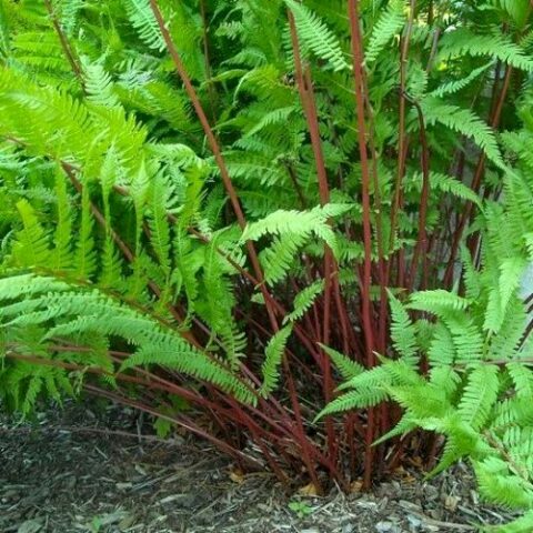 Athyrium niponicum "Red Lady" [Vaso 18cm]