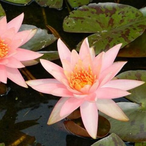 Nymphaea hybrida ar "Colorado" M (Ninfea) [Vaso 14cm]