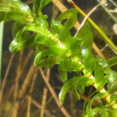 Elodea canadensis (Peste d'acqua) [Vaso 8/10cm]