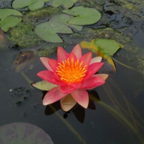 Nymphaea hybrida ar "Graziella" MP (Ninfea) [Vaso 14cm]