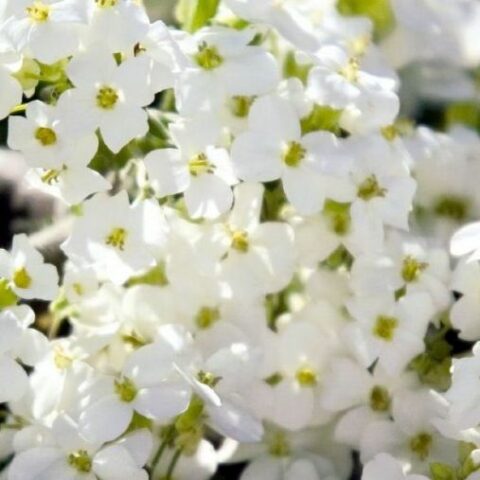 Arabis caucasica compacta [Vaso 10cm]