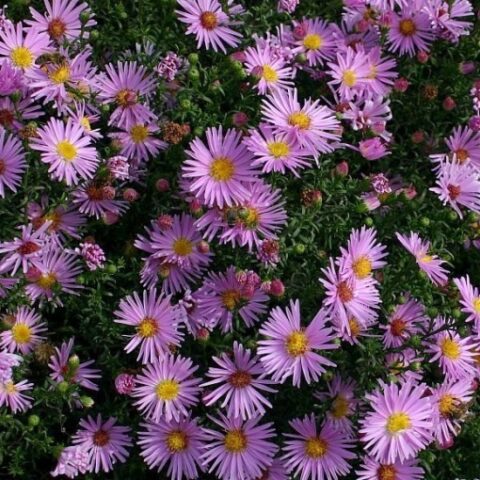 Aster dumosus "Peter Harrison" [Vaso 17cm]