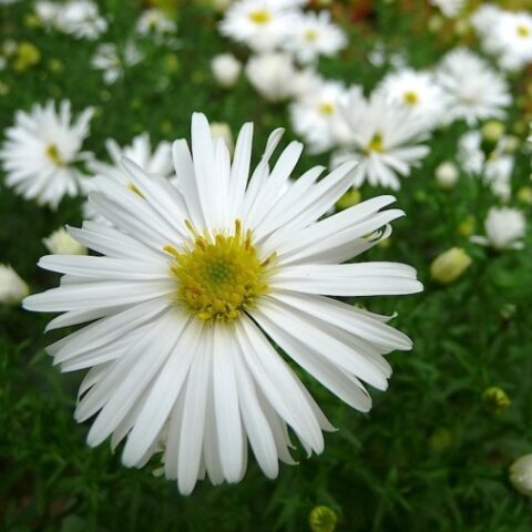 Aster dumosus "Schneekissen" [Vaso 19cm]