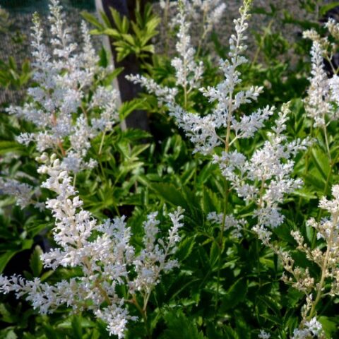 Astilbe x arendsii "Snowdrift" [Vaso 8/10cm]