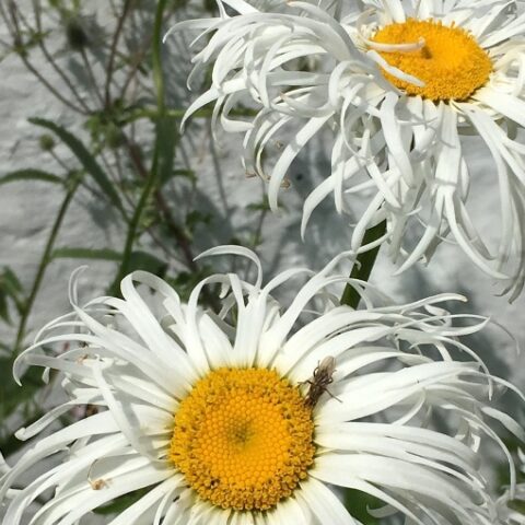 Chrysanthemum maximum "Starburst" (Crisantemo) [Vaso 18cm]