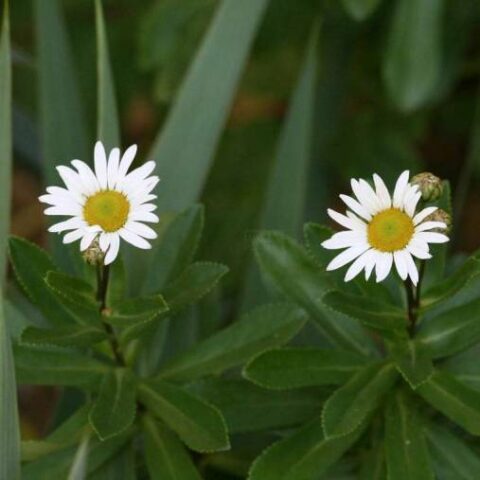 Chrysanthemum nipponicum (Crisantemo) [Vaso 18cm]