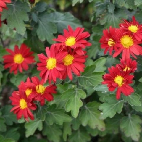 Chrysanthemumx koreanum "Rosso sangue" (Crisantemo) [Vaso 18cm]