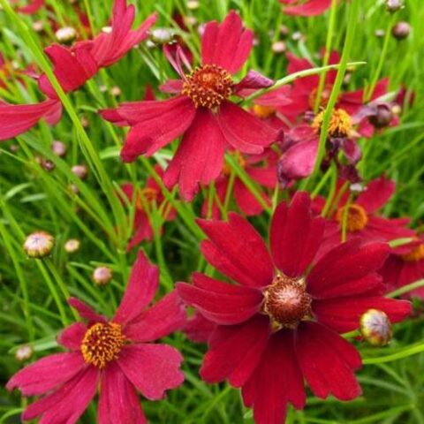 Coreopsis verticillata "Ruby Red" [Vaso 18cm]