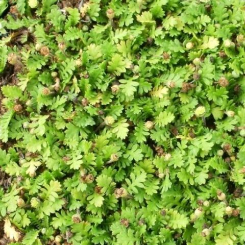 Cotula dioica "Minima" (Leptinella) [Vaso 8/10cm]