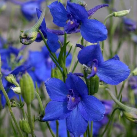 Delphinium grandiflorum "Blauer Zwerg" (Delfinio) [Vaso 8/10cm]
