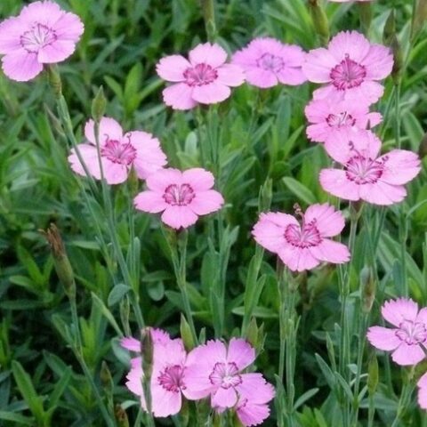Dianthus deltoides "Roseus" [Vaso 8/10cm]