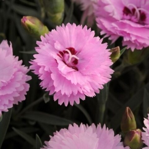 Dianthus gratianopolitanus "Garland" [Vaso 8/10cm]