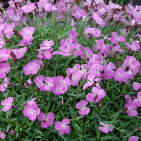 Dianthus gratianopolitanus "Sternkissen" [Vaso 8/10cm]