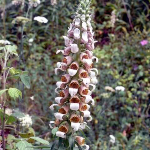 Digitalis lanata [Vaso 8/10cm]