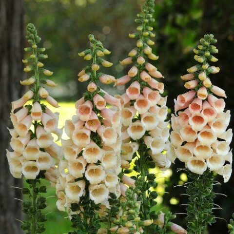 Digitalis purpurea "Peach" [Vaso 8/10cm]