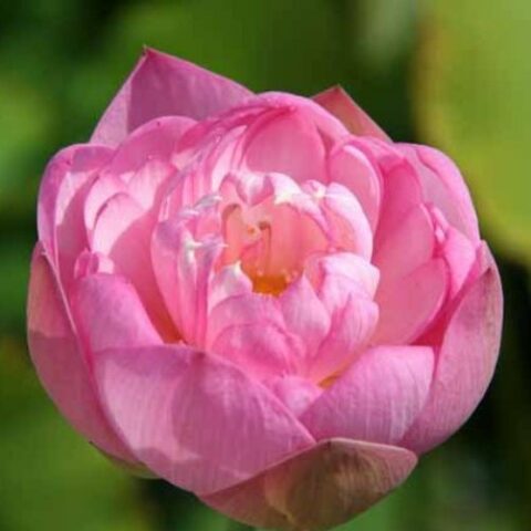 Nelumbo "Dwarf Peony" M (Fior di Loto) [Vaso 30cm]