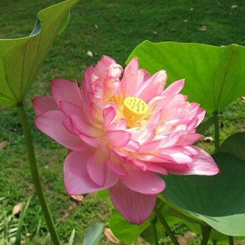 Nelumbo "Momo Botan N" (Fior di Loto) [Vaso 30cm]