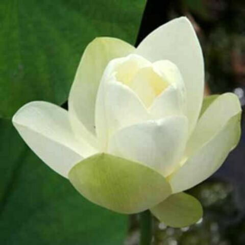 Nelumbo lutea "Flavescens" G (Fior di Loto) [Vaso 30cm]