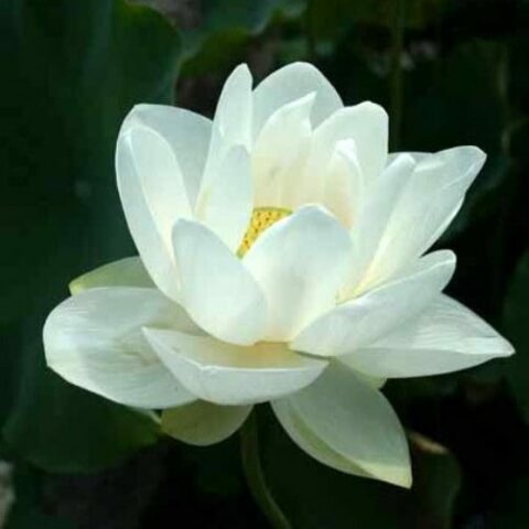 Nelumbo nucifera "Alba Grandiflora" G (Fior di Loto) [Vaso 30cm]