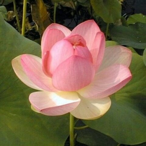 Nelumbo nucifera "Mrs. Perry D. Slocum MG" (Fior di Loto) [Vaso 30cm]