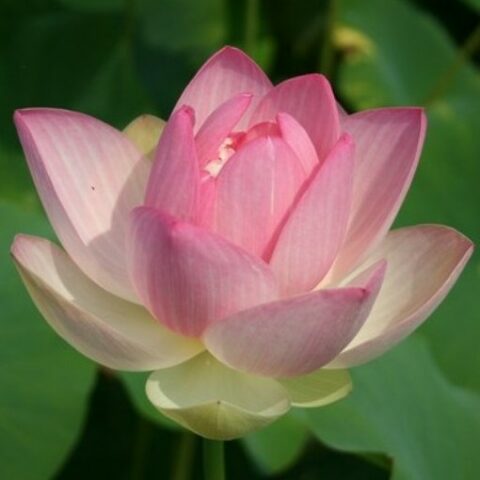 Nelumbo nucifera "Rosea Plena" MG (Fior di Loto) [Vaso 30cm]