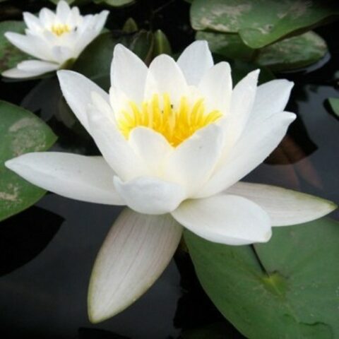 Nymphaea hybrida bi "Alba Plenissima" GM (Ninfea) [Vaso 14cm]
